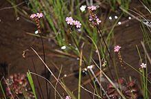 Drosera tokaiensis.jpg