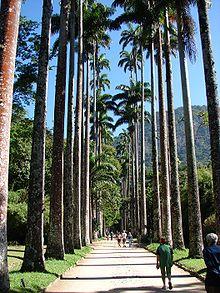 Imperial palm trees.JPG