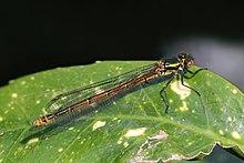 Large red damselfly (Pyrrhosoma nymphula) female fulvipes 2.jpg