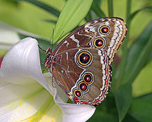 Morpho peleides02.jpg