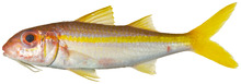 Mulloidichthys martinicus - pone.0010676.g097.png