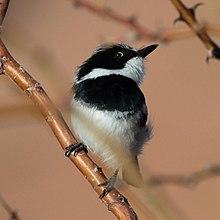 Pririt batis (Batis pririt affinis) male.jpg