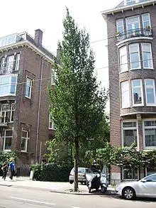 RN Ulmus Columella (koninginneweg amsterdam).jpg
