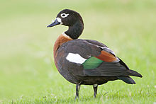 Tadorna tadornoides female 1 - Perth.jpg