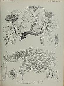 Transactionsofro311888roy 0559.jpg