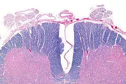 Anterior spinal cord - very low mag.jpg