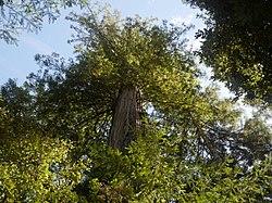 Big Tree-Mendocino Woodland SP.jpg