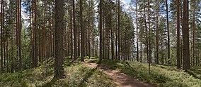 Leivonmäki National Park I.jpg