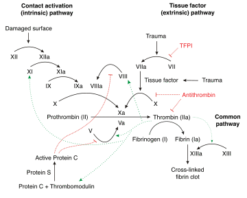 Schematic diagram of the blood coagulation and protein C pathways. In the blood coagulation pathway, thrombin acts to convert factor XI to XIa, VIII to VIIIa V to Va, fibrinogen to fibrin. In addition, thrombin promotes platelet activation and aggregation via activation of protease-activated receptors on the cell membrane of the platelet. Thrombin also cross over into the protein C pathway by converting protein C into APC. APC in turn converts factor V into Vi, and VIIIa into VIIIi. Finally APC activates PAR-1 and EPCR.