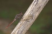 Orthetrum chrysis-Kadavoor-2016-03-26-001.jpg