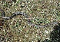 ElapheScalaris-20030427-Spain.jpg