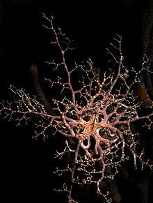 Astrophyton muricatum by Jessica Rosenkrantz.jpg