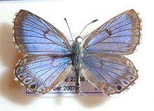 Lepidochrysops balli, J Dobson, a.jpg