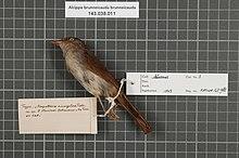Naturalis Biodiversity Center - RMNH.AVES.147988 2 - Alcippe brunneicauda brunneicauda (Salvadori, 1879) - Timaliidae - bird skin specimen.jpeg