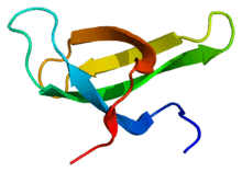 Protein SMN1 PDB 1g5v.png