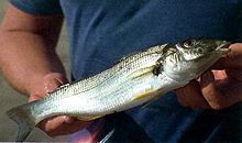 Sand whiting.jpg