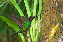 Sword-billed Hummingbird.jpg