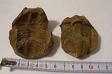 Trilobit diacalymene 2ps vistafrontal.jpg