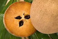 Sapodilla.jpg