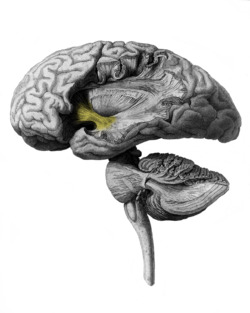 H. Mayo -Series of engravings-, 1827; brain Wellcome L0015852 - Uncinate fasciculus.png