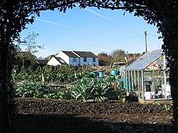 Vegetable patch, Woolley Moor, Derbyshire (geograph 315092).jpg