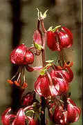 Lil martagon var cattaniae 01Infl Griechenland Rhodopen 16 07 01.jpg