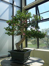 Bougainvillea Bonsai.jpg