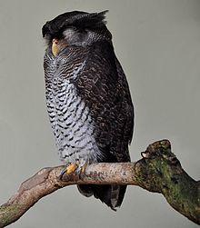 Bubo sumatranus -Kuala Lumpur Bird Park-8a-2cp.jpg