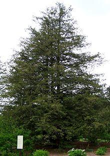 Chamaecyparis pisifera.jpg