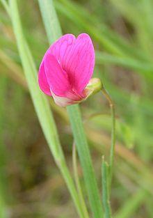 Grass vetchling close 800.jpg
