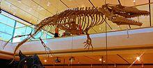 Halisaurus arambourgi.JPG
