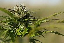 Hampa Cannabis sativa L. (närbild).jpg