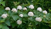 Physocarpus opulifolius Arkansas.jpg