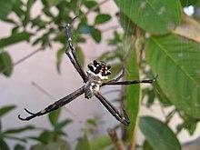 Reflective silver argiope in a stabilimentum-free web in California.jpg
