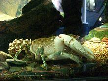 Spiny Freshwater Crayfish (2).jpg