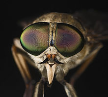 Tabanus sudeticus MHNT Portrait.jpg