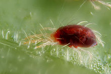 Tetranychus urticae with silk threads.jpg