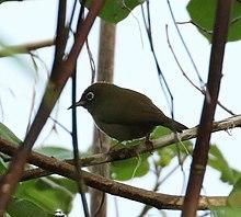 Zosterops oleagineus.jpg