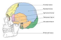 Cranial bones en.svg