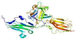 Protein FGFR2 PDB 1djs.png
