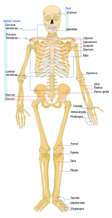 Human skeleton front en.svg