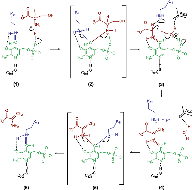 SerineDehydrataseMechanism.gif
