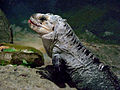 Amneville Ctenosaura bakeri 27 08 2010 2.jpg