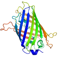 A ribbon diagram of green fluorescent protein resembling barrel structure.