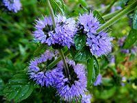 Mentha Pulegium Ecoherbes Park.jpg