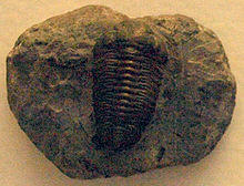 AcasteDowningiae-NaturalHistoryMuseum-August23-08.jpg