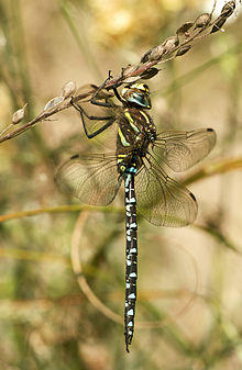 Aeshna juncea LC0175.jpg