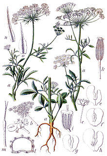 Ammi majus Sturm8.jpg