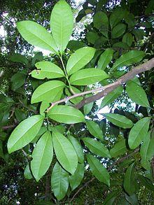 Anthocarapa nitidula Coffs.jpg