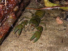 Astacoides betsileoensis 03.jpg